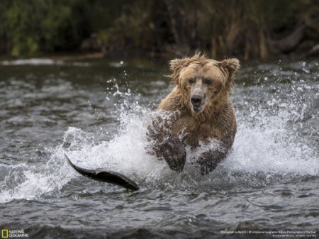 oso-cazando-un-pez