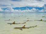 tiburones-en-seychelles